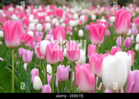 Rosafarbene Tulpe, Tulpe „Dynastie“, weiße Tulpe „königliche Jungfrau“ und violette Tulpe „Herrin“ in Blüte. Stockfoto