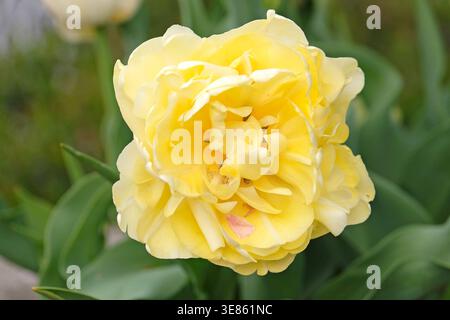 Blassgelbe Doppeltulpe, Tulipa „Avant Garde“ in Blüte. Stockfoto