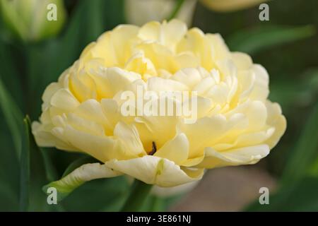 Blassgelbe Doppeltulpe, Tulipa „Avant Garde“ in Blüte. Stockfoto
