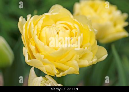 Blassgelbe Doppeltulpe, Tulipa „Avant Garde“ in Blüte. Stockfoto