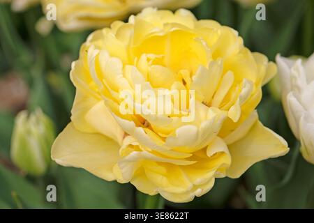 Blassgelbe Doppeltulpe, Tulipa „Avant Garde“ in Blüte. Stockfoto