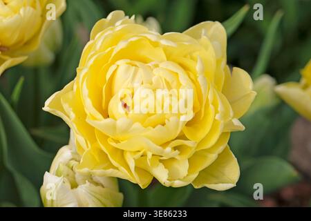 Blassgelbe Doppeltulpe, Tulipa „Avant Garde“ in Blüte. Stockfoto