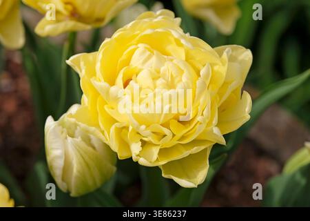 Blassgelbe Doppeltulpe, Tulipa „Avant Garde“ in Blüte. Stockfoto
