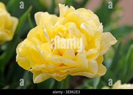 Blassgelbe Doppeltulpe, Tulipa „Avant Garde“ in Blüte. Stockfoto