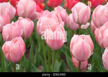 Pinkfarbene Tulipa, Tulpe „Mystic van eijk“ in Blüte. Stockfoto