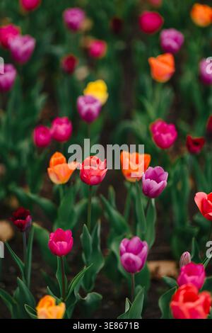 Leuchtende Frühlingstulpen in Pink, Lila, Orange und Rot blühen in einem Gartenbeet, fotografiert mit geringer Tiefe des Feldes und einem traumhaften Bokeh-Hintergrund. Stockfoto