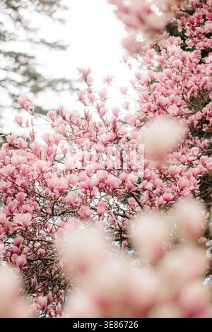 Sanfte Fokusansicht rosafarbener Magnolienblüten, die auf Ästen vor hellem Himmel blühen und einen traumhaften Frühlingshintergrund mit Kopierraum und Gent schaffen Stockfoto