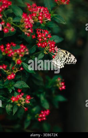Nahaufnahme eines weißen und schwarzen Schmetterlings, der auf leuchtend roten Blumenhaufen ruht, umgeben von üppig grünen Blättern, mit weichem Bokeh Hintergrund und natürlich Stockfoto