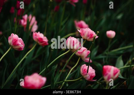 Zarte rosa Tulpen blühen zwischen dunkelgrünen Blättern in einer stimmungsvollen Frühlingsgartenszene. Die geringe Schärfentiefe schafft traumhaftes Bokeh, ideal für Natur, Blumen, Stockfoto
