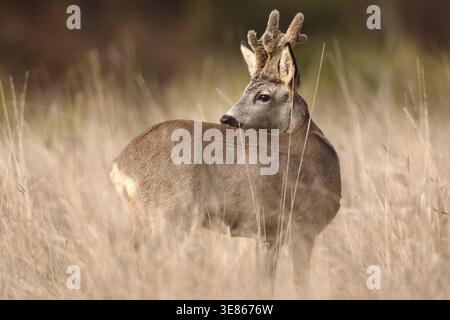 Wildes Hirschbock mit Samtgeweih, das in hohem, trockenem Gras steht und in sanftem, goldenem Abendlicht zurückblickt. Friedliche europäische Tierwelt mit na Stockfoto
