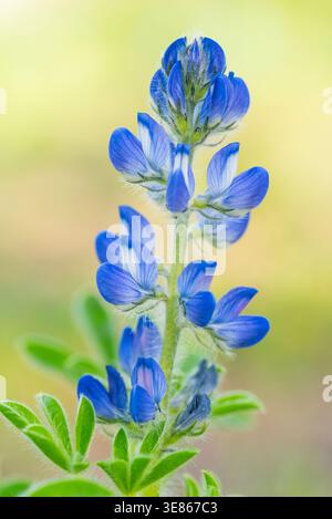 Makroaufnahme eines blauen Lupinenblütenspiegels mit frischen grünen Blättern, aufgenommen in natürlichem Licht mit weichem pastellfarbenem Bokeh-Hintergrund, ideal für den Frühling Stockfoto
