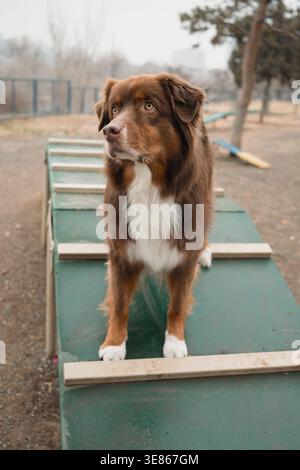 Der braune und weiße Australian Shepherd steht auf einer Agilitätsrampe auf einem Outdoor-Hundetraining auf, umgeben von nassem Boden, nebeliger Luft und leichtem Wasser Stockfoto