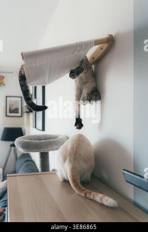 In einem modernen Wohnraum sitzen zwei Katzen und spielen auf einer an der Wand befestigten Hängematte und einem Katzenbaum. Sie bieten gemütlichen Komfort für Haustiere, Klettern und Entspannen Stockfoto