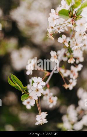 Nahaufnahme der zarten weißen Frühlingsblüten auf einem Zweig mit frischen grünen Blättern, aufgenommen mit geringer Schärfentiefe und cremigem Bokeh für ein gemütliches, traumhaftes n Stockfoto