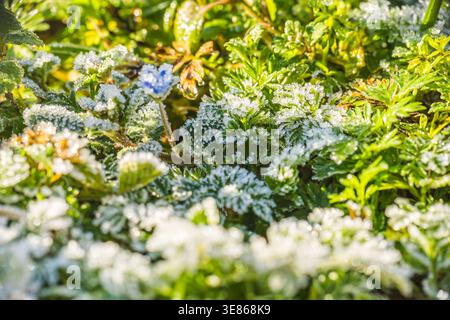 Üppig grüne Pflanzen sind von einer zarten Schicht frostigen Tau bedeckt, die unter dem sanften Morgenlicht glitzert. Die Frische des morgens ist wunderschön Stockfoto
