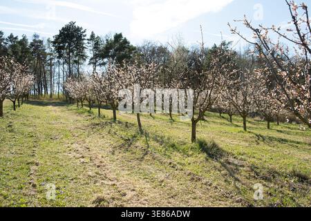 Blühende Aprikosenbäume im Frühling Stockfoto