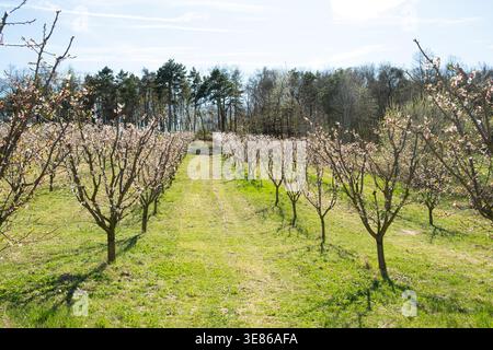 Blühende Aprikosenbäume im Frühling Stockfoto