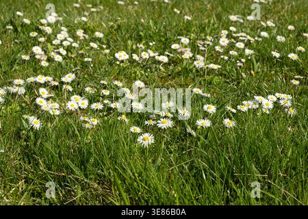 Englische Gänseblümchen Bellis perennis blüht in dickem grünen Gras auf einer sonnigen Frühlingswiese Stockfoto