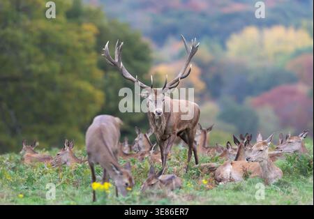 Ein beeindruckender Rothirsch (Cervus elaphus), der während der Herbstsaison über eine große Gruppe weiblicher Hintern auf einer Wiese wacht. Stockfoto