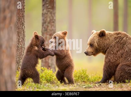 Zwei Braunbärenjungen (Ursus arctos) stehen auf ihren Hinterbeinen und spielen, während ihre Mutter in der Nähe im Wald von Martinselkonen sitzt. Stockfoto
