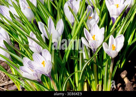 Crocus oder Crocuses (Crocus vernus), Nahaufnahme einer isolierten Gruppe der gewöhnlichen Frühlingsblume, die auf dem Boden eines offenen Waldstücks wächst. Stockfoto