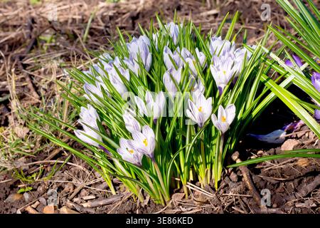 Crocus oder Crocuses (Crocus vernus), Nahaufnahme einer isolierten Gruppe der gewöhnlichen Frühlingsblume, die auf dem Boden eines offenen Waldstücks wächst. Stockfoto