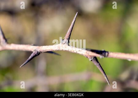 Weißdorn, Maibaum oder Whitethorn (crataegus monogyna), Nahaufnahme eines einzelnen Dorns an einem Zweig des Gemüsebausches. Stockfoto