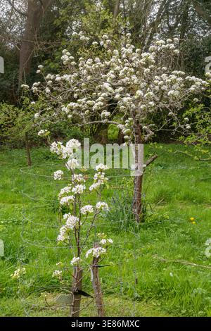 Apfel- und Birnenbäume mit weißer Blüte in einem traditionellen Obstgarten in Surrey, England, Großbritannien, im Frühjahr oder April Stockfoto