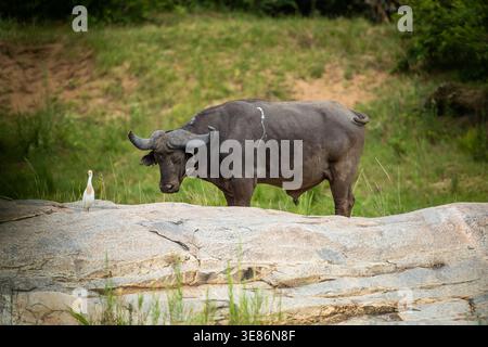 Ein Kapbüffel (Syncerus Caffer Caffer Caffer) steht im Busch im Kruger-Nationalpark in Südafrika Stockfoto