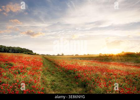 Herrliches Mohnfeld bei Sonnenaufgang mit einem Pfad, der direkt durch die Mitte verläuft. Norfolk England wilde Blumenwiese mit roten Blumen und Sonnenlicht A Stockfoto