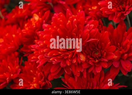 Close-up Red Chrysanthemen im Herbstgarten. Wunderschöner Hintergrund mit Herbstblumen. Chrysanthemen Blumen in voller Blüte Hintergrund. Stockfoto