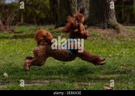 Fröhlicher Red Toy Poodle, der auf dem Gras im Park läuft und springt Stockfoto