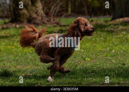 Fröhlicher Red Toy Poodle, der auf dem Gras im Park läuft und springt Stockfoto