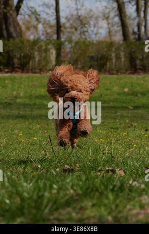 Fröhlicher Red Toy Poodle, der auf dem Gras im Park läuft und springt Stockfoto