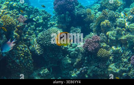 Folgen Sie mir. Rotmeer Waschbär Butterflyfish an einem wunderschönen bunten lebenden Korallenriff. Stockfoto