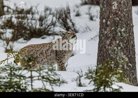 Ein Eurasischer Lynx, Lynx Luchse, wird in einem Nahporträt mit einem ruhigen, intensiven Blick auf die verschneite Umgebung gezeigt. Stockfoto