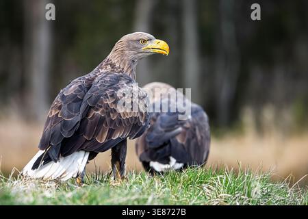 Ein Porträt des Seeadlers Haliaeetus albicilla ist mit einem zweiten Vogel im Hintergrund zu sehen. Stockfoto