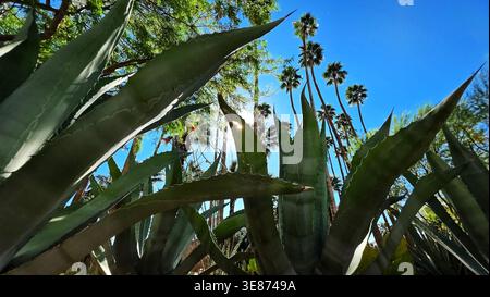 Niedriger Blick auf Agave und Palmen. Dramatische Aufnahmen von Agavenblättern und hohen Palmen vor einem leuchtend blauen Himmel, die die Wüste hervorheben Stockfoto