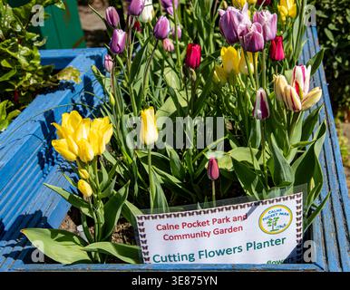 Eine bunte Sammlung bunter Tulpen, die in einem blauen hölzernen Pflanzgefäß in einem Gemeinschaftsgarten im Calne Pocket Park wachsen Stockfoto