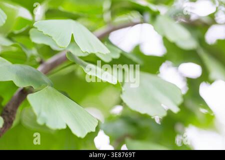 Ginkgo Biloba geht aus nächster Nähe für das Kräuterkonzept Stockfoto