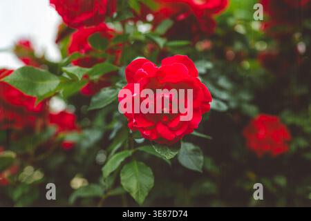 Nahaufnahme der leuchtenden roten Rose, die in einem üppig grünen Garten mit weichem Hintergrund blüht. Stockfoto
