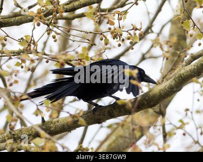 Aaskrähe (Corvus corone), die auf einem Ast thront und schwarzes Gefieder in einem natürlichen Lebensraum auf der Landschaft zeigt. Stockfoto