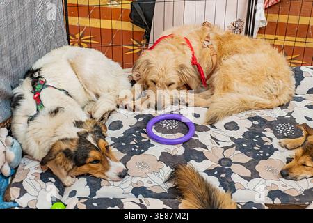 Drei Hunde ruhen auf einer blau-weiß strukturierten Decke mit geometrischem Muster, zentraler, größerer Hund auf der Seite, zwei kleinere Hunde eingerollt, einer blickt an Stockfoto