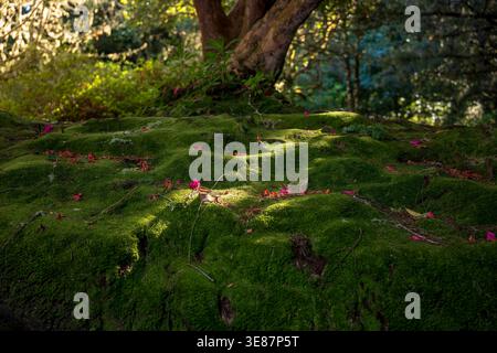 Sanftes Nachmittagslicht grast Mooshügel unter einem knorrigen Baum auf Madeira. Rosafarbene Blüten und gefallene Blätter ruhen auf dem Waldboden, mit flauschigem Licht und Stockfoto