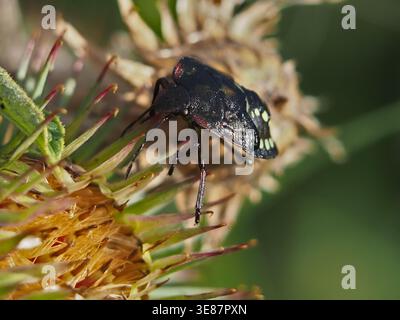 Isolierte frontale Nahaufnahme einer grünen Schildklinge (Palomena prasina) oder einer Stinkklinge auf einer größeren Klette (arcticum lappa) auf einem Feld. Bonn, Deutschland Stockfoto