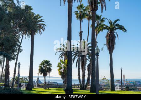 Horizontale Aufnahme von hoch aufragenden Palmen und einem üppigen grünen Rasen unter einem hellen, sonnigen Himmel in Los Angeles. Diese atemberaubende Szene fängt das Wesen von Cali ein Stockfoto
