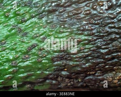 Raue Avocadohaut mit holprigen, dunklen Flecken und Grüntönen. Die Oberflächenstruktur zeigt natürliche Unreinheiten und leichte Feuchtigkeit. Nahansicht betont o Stockfoto
