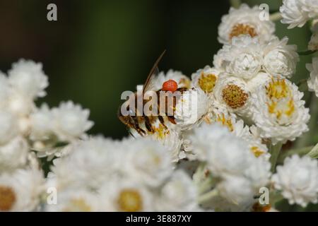 WESTERN Honey Bee auf White Flowers Stockfoto