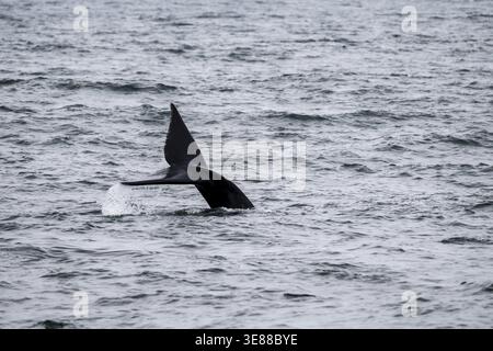 Nordatlantischer Glattwal (Eubalaena glazialis), Flosse aus dem Wasser, Hermanus, Südafrika Stockfoto