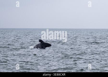 Nordatlantischer Glattwal (Eubalaena glazialis), der aus dem Wasser sprintet, Hermanus, Südafrika Stockfoto